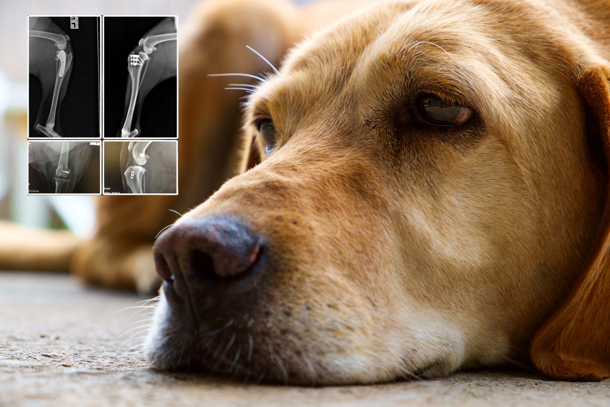 Dog ACL Surgeries